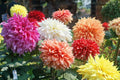 Dahlia Flower Seeds 30-Pack Showtime Showpiece Mix - Vibrant Blooming Garden Seeds, Dahlia pinnata, Full Sun, Made in USA