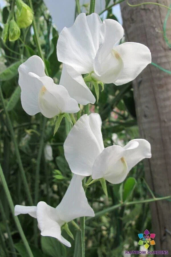 Cannes Sweet Pea Seeds - 50+ Pack for Garden Planting - Fragrant Climbing Vine - Lathyrus odoratus - USA Grown