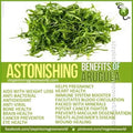 Arugula Seeds - 1500 Non-GMO Organic Open Pollinated - Eruca sativa - Leafy Greens for Salads & Cooking