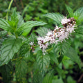 Spearmint Herb Seeds - Mentha spicata, Non-GMO, Organic Gardening, Multiple Sizes, Fragrant Mint Herb Seeds for Culinary & Garden