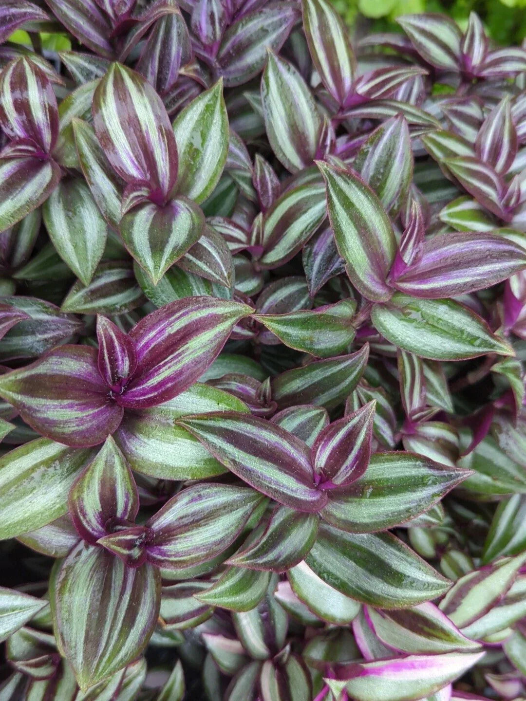 Rare Tradescantia Evanesce Cuttings - 8 Pieces - Hardy Wandering Jew Plant
