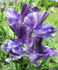 Mr. P Sweet Pea Seeds 50 Pack - Fragrant Climbing Flower Lathyrus odoratus - USA