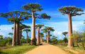 Baobab Bonsai Tree Seeds - 5 Seeds - Adansonia digitata - Exotic Indoor Gardening Plant for Bonsai Cultivation