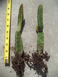 Rooted Yellow Dragon Fruit Plant Palora Variety 8-10 Inches Hylocereus megalanthus