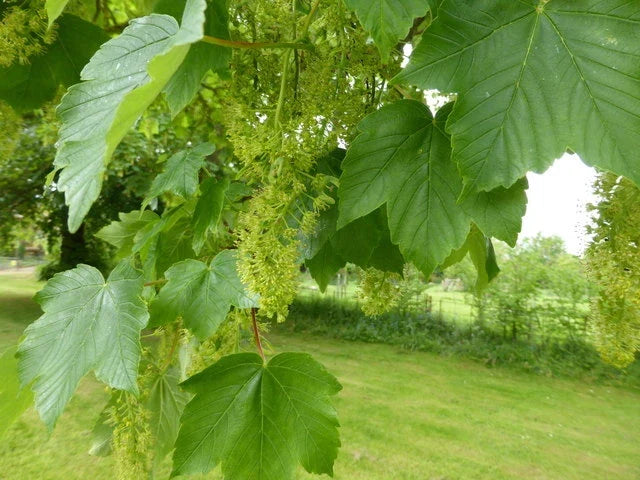 American Sycamore Seeds - 100 Count Native Tree Seeds for Planting & Landscaping - Platanus occidentalis