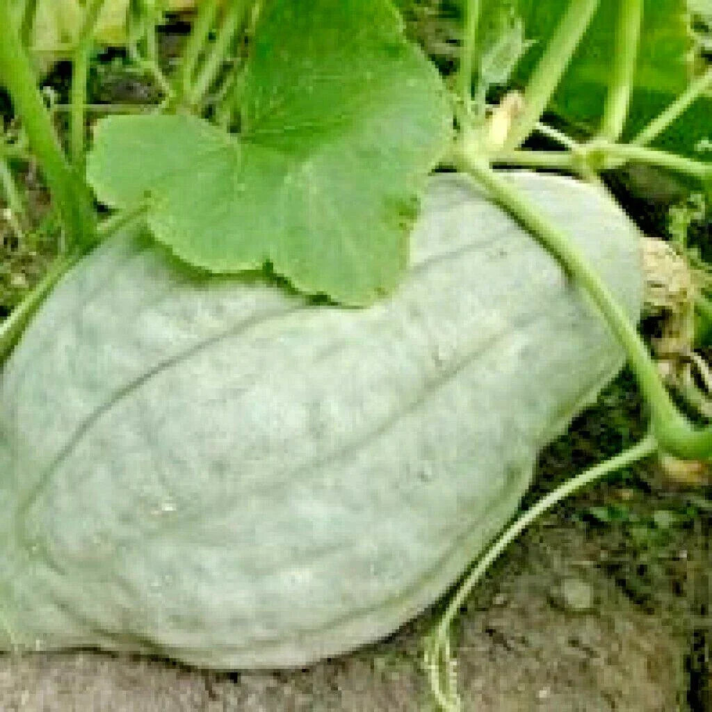 Blue Hubbard Winter Squash Seeds - Heirloom Cucurbita maxima - Sweet Potato Flavor, 30+ Seeds for Home Gardening