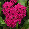 Pentas Seeds 100 Count - Graffiti Lipstick - Vibrant Flowering Plant for Garden - Pentas lanceolata