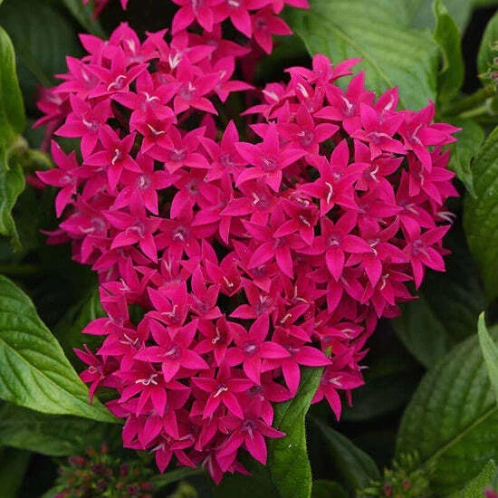 Pentas Seeds 100 Count - Graffiti Lipstick - Vibrant Flowering Plant for Garden - Pentas lanceolata