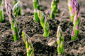 4 Potted Jersey Knight Asparagus Plants - 3-Year-Old Roots, Asparagus officinalis, Perennial Vegetable, Ready to Plant