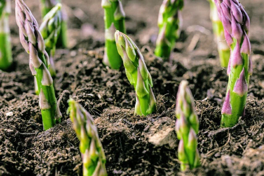 4 Potted Jersey Knight Asparagus Plants - 3-Year-Old Roots, Asparagus officinalis, Perennial Vegetable, Ready to Plant