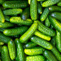 Gherkin Cucumber Seeds - Parisian Variety for Pickling - Cucumis sativus - Seed Packet