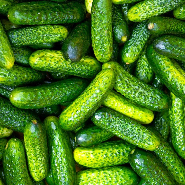 Gherkin Cucumber Seeds - Parisian Variety for Pickling - Cucumis sativus - Seed Packet