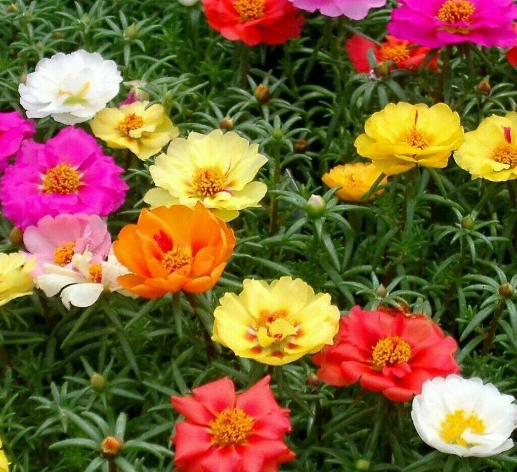 Moss Rose Seeds - Portulaca Grandiflora Double Mix, Colorful Annual Flower, Drought-Tolerant Garden Seeds, 500+ Seeds