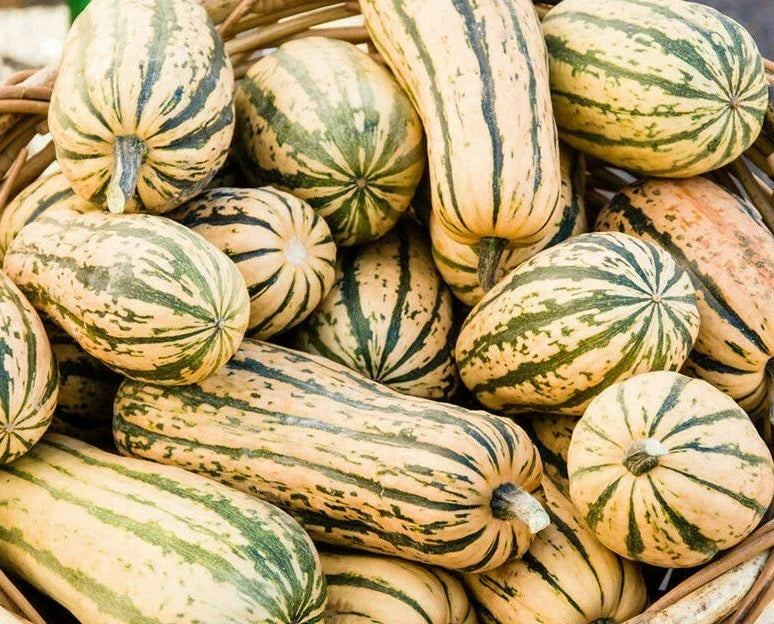 Delicata Squash Seeds 20 Ct – Winter Vegetable Garden, Sweet Potato Squash, Cucurbita pepo
