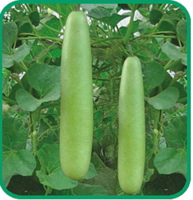 Calabash Bottle Gourd Seeds – Edible Lauki Dudhi Opo, Asian Variety, Lagenaria siceraria, Vining, Pack of 20 Seeds