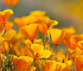California Poppy Flower Seeds - 2,500 Count - Eschscholtzia californica - Vibrant Orange Wildflower Seeds for Garden