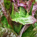 Red Romaine Lettuce Seeds - Caesar Salad Variety, NON-GMO, Fast-Growing, Fresh Salad Greens, Lactuca sativa