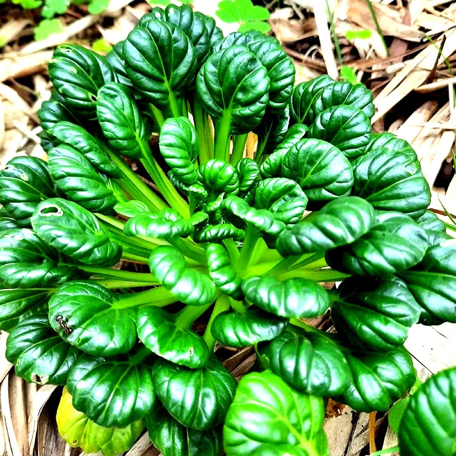 Tatsoi Seeds 300+ Non-GMO Asian Green Mustard Brassica rapa subsp. nipposinica Seed Packet