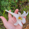 Philippine Lily Seeds 25 Count White Flowers Lilium Philippinese Wildflower for Gardens and Landscaping