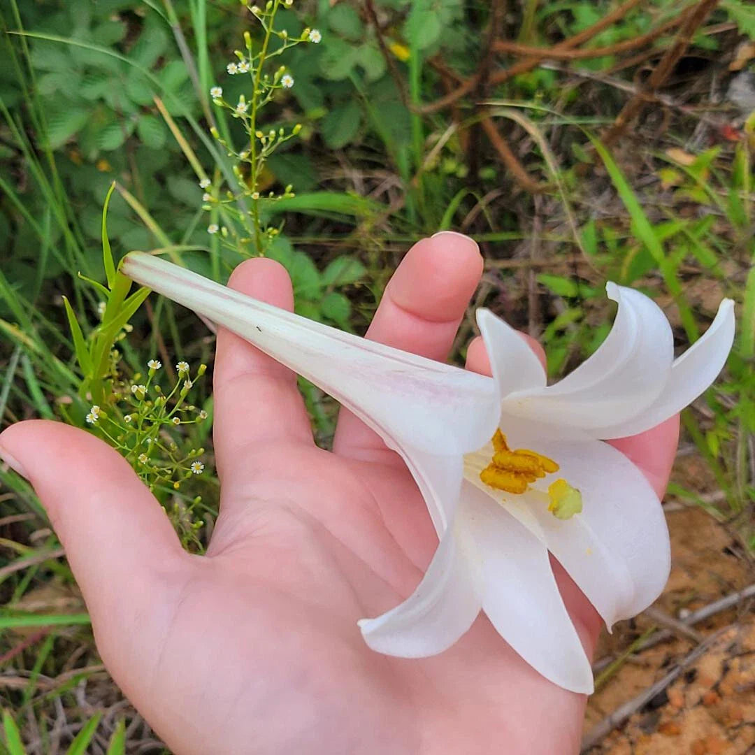 Philippine Lily Seeds 25 Count White Flowers Lilium Philippinese Wildflower for Gardens and Landscaping