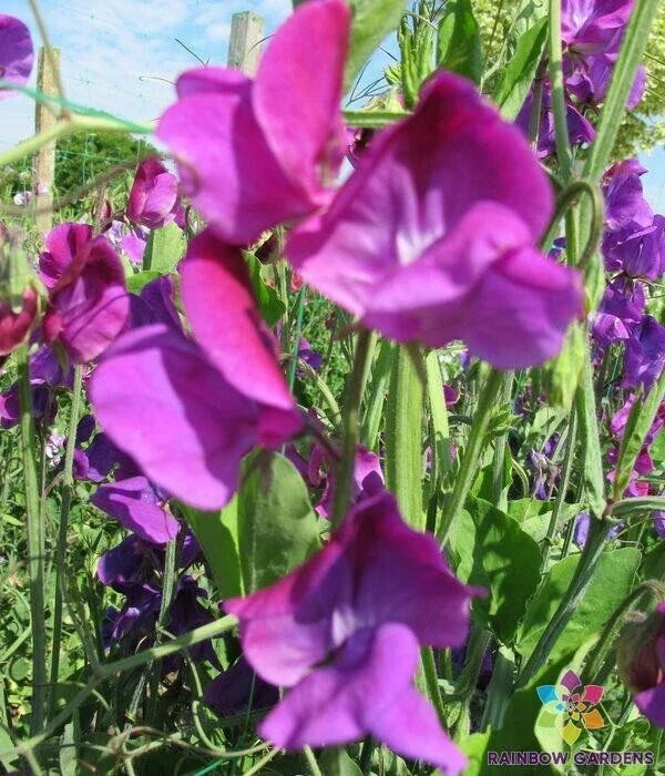Violet Queen Sweet Pea Seeds - 50+ Climbing Flower Seeds - Fragrant Violet Blooms - Lathyrus odoratus - Garden Planting