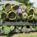 Giant Mongolian Sunflower Seeds - 30 Non-GMO Helianthus annuus for Tall, Bright Yellow Flowers, Garden Backdrop, Cut Flowers