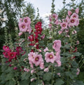 Indian Spring Hollyhock Flower Seeds - 60+ Seeds, Perennial Garden Plant, Alcea rosea, Colorful Blooms, Tall Spikes, Easy to Grow