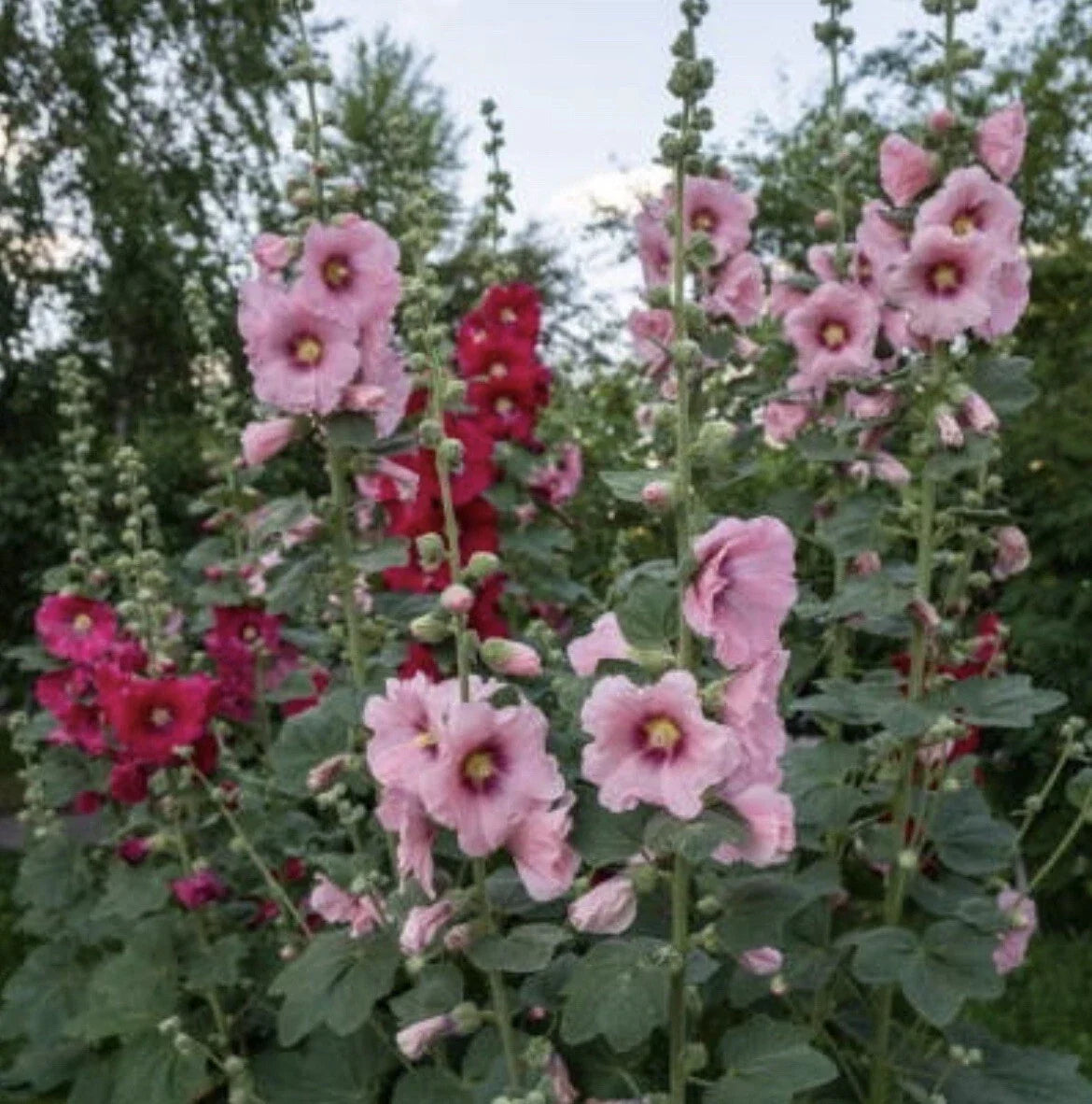 Indian Spring Hollyhock Flower Seeds - 60+ Seeds, Perennial Garden Plant, Alcea rosea, Colorful Blooms, Tall Spikes, Easy to Grow