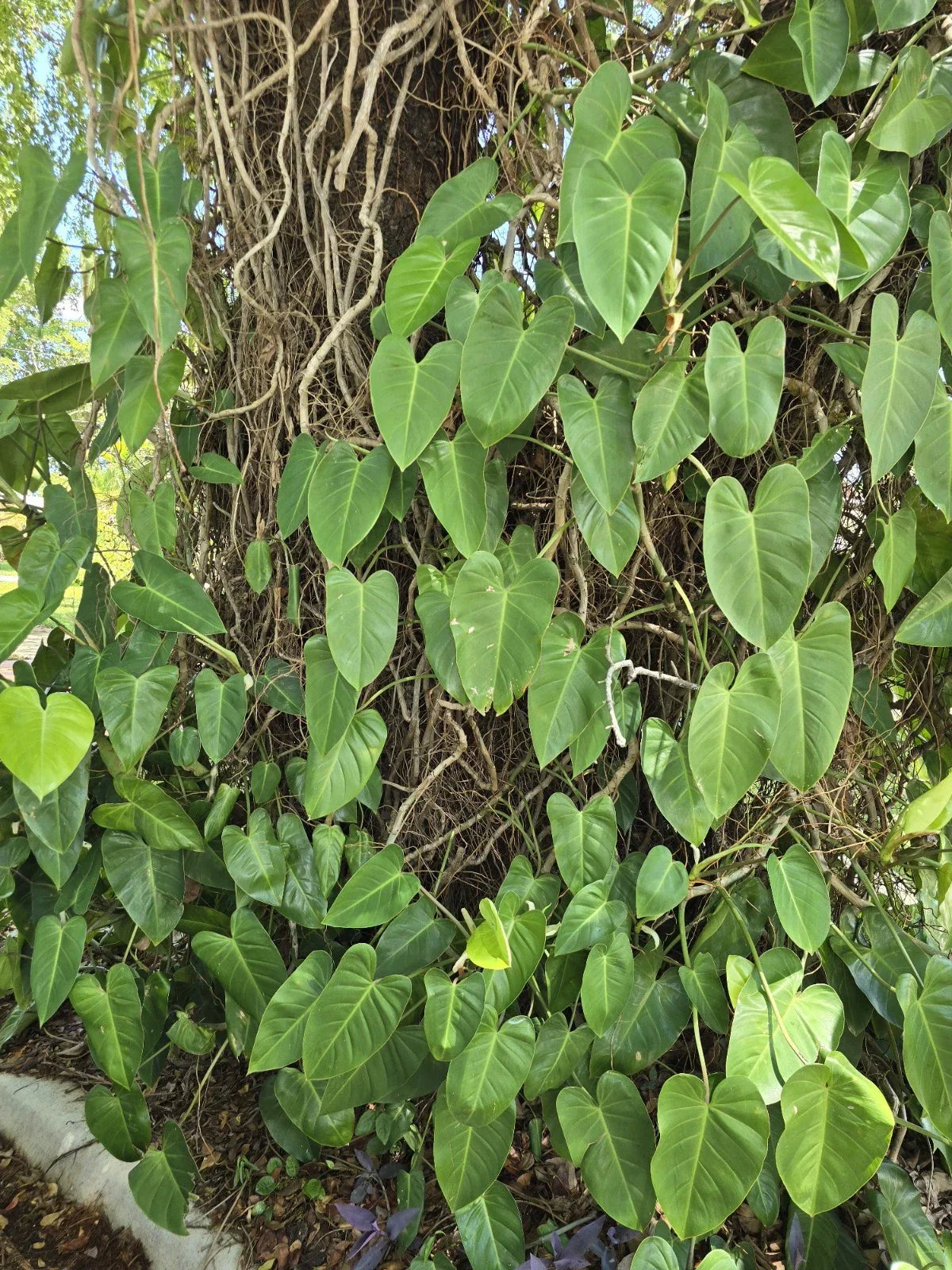 Blushing Philodendron Vine Cutting 10"-12" with Roots - Easy to Grow Indoor Plant