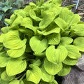 Hosta Sun Mouse Mini Perennial Shade Plant in 5.25" Pot, Compact Foliage, Hosta spp.