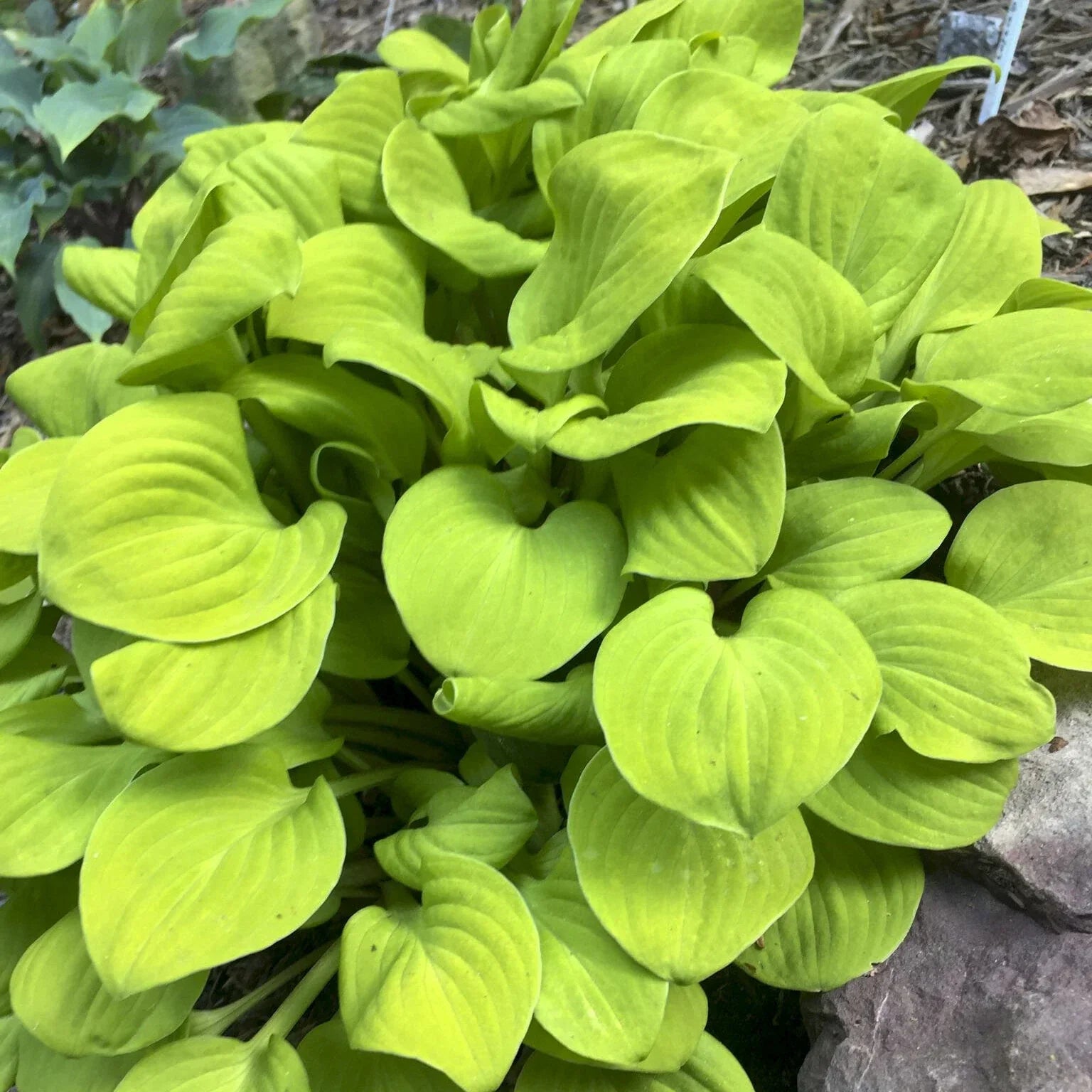 Hosta Sun Mouse Mini Perennial Shade Plant in 5.25" Pot, Compact Foliage, Hosta spp.