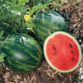 Mini Love Watermelon Seeds - 50+ Pack, Citrullus lanatus, Small Sweet Watermelons for Garden & Container Planting