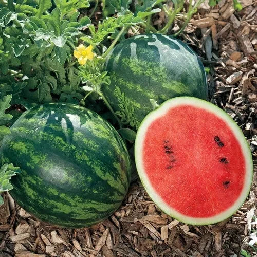 Mini Love Watermelon Seeds - 50+ Pack, Citrullus lanatus, Small Sweet Watermelons for Garden & Container Planting