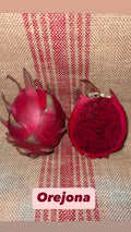 Dragon Fruit Cutting - Orejona Variety - Hylocereus undatus - Tropical Fruit Plant for Home Garden