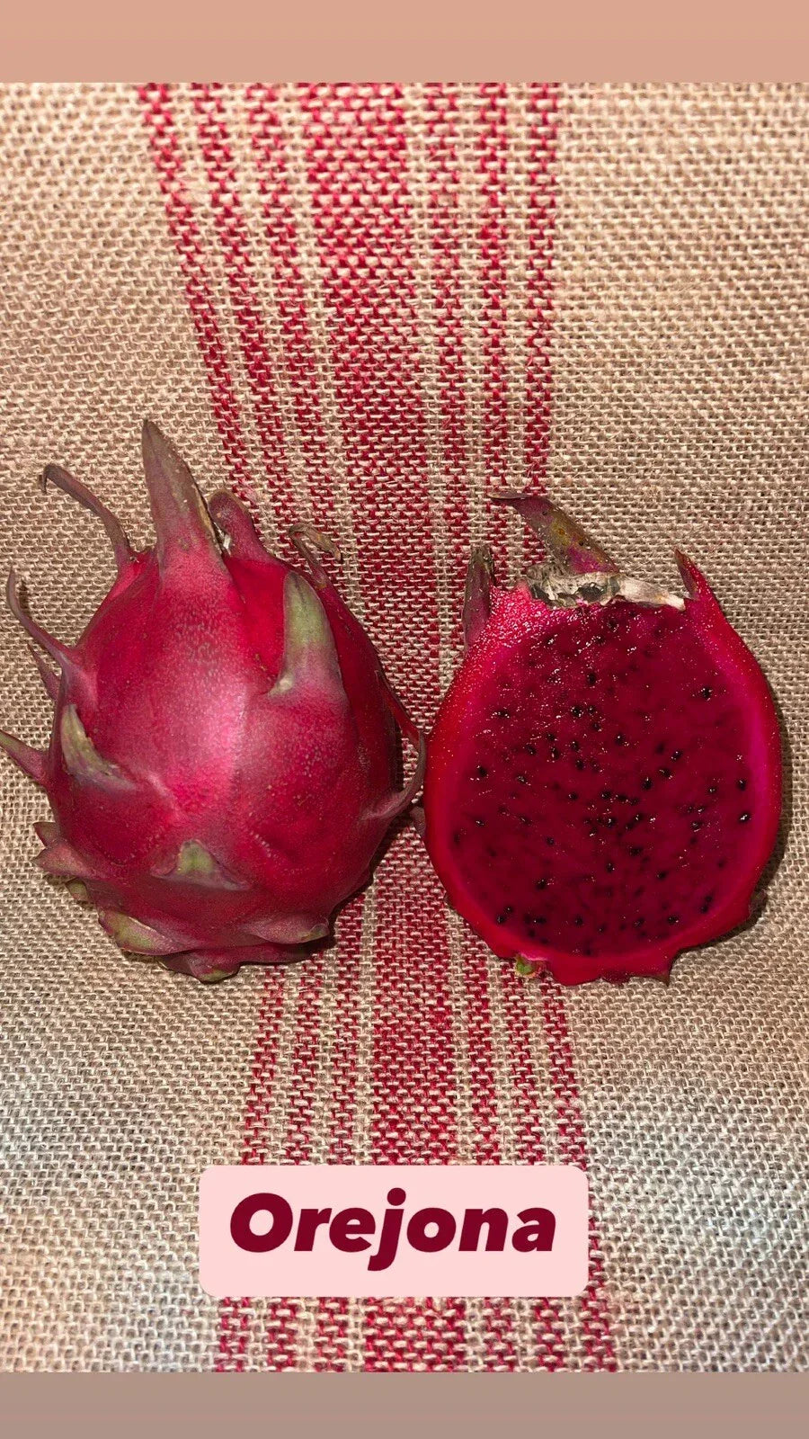 Dragon Fruit Cutting - Orejona Variety - Hylocereus undatus - Tropical Fruit Plant for Home Garden