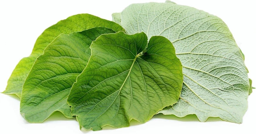 Rooted Piper Auritum Mexican Pepperleaf Herb - Hoja Santa Aromatic Plant in 4-Inch Pot