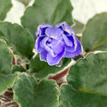 Unrooted African Violet Leaf - Ness Crinkle Blue - Semi-Miniature Saintpaulia ionantha for Propagation
