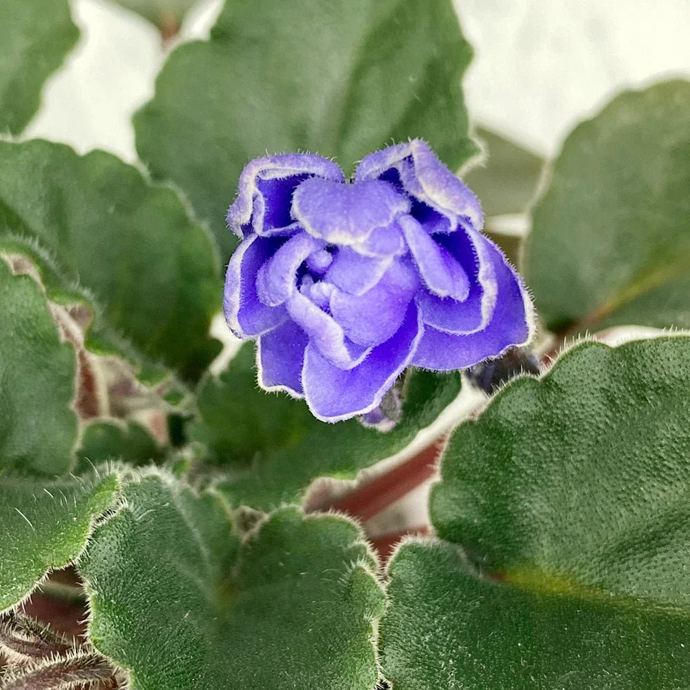 Unrooted African Violet Leaf - Ness Crinkle Blue - Semi-Miniature Saintpaulia ionantha for Propagation