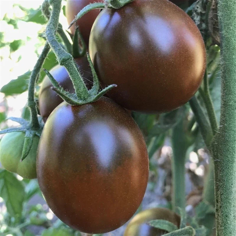 Black Prince Tomato Seeds - Heirloom Organic Non-GMO, Solanum lycopersicum, Deep Purple Red, Bountiful Harvest, Home Garden