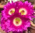 Echinocereus Rigidissimus Rainbow Hedgehog Cactus 4" Potted with Pink Flowers Succulent Plant
