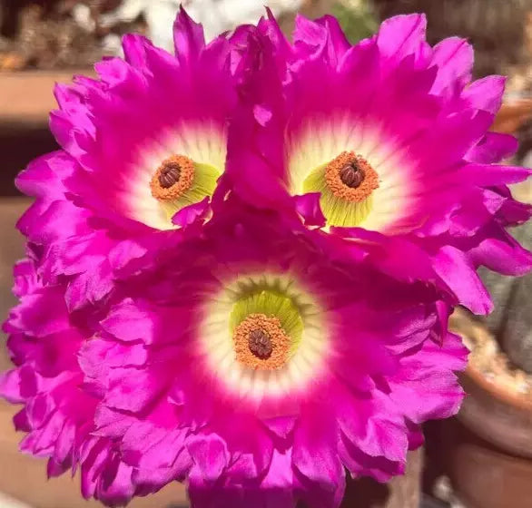Echinocereus Rigidissimus Rainbow Hedgehog Cactus 4" Potted with Pink Flowers Succulent Plant