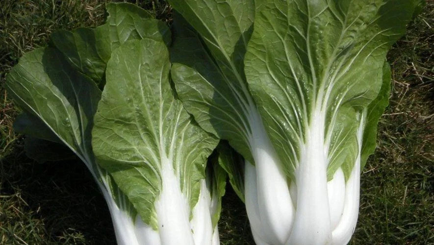 200+ Heirloom Cabbage Seeds - Pak Choi White Stem, Non-GMO Brassica rapa, Vegetable Seeds for Garden, Fresh Greens, Easy to Grow