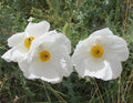 Prickly Poppy Seeds Pack – Argemone pleiacantha – Vibrant Yellow & Orange Flowers – Easy to Grow Annual Seed Packet