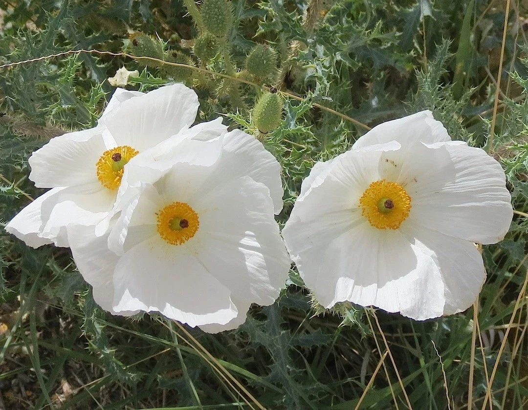 Prickly Poppy Seeds Pack – Argemone pleiacantha – Vibrant Yellow & Orange Flowers – Easy to Grow Annual Seed Packet