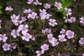 Dusky Rose Geranium Seeds - Pelargonium spp. - Garden Planting Pack of 25+ Seeds for Outdoors