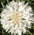 White Bachelor Button Seeds - 400+ Cornflower Seeds - Tall, Upright Annual Flowers - Centaurea Cyanus