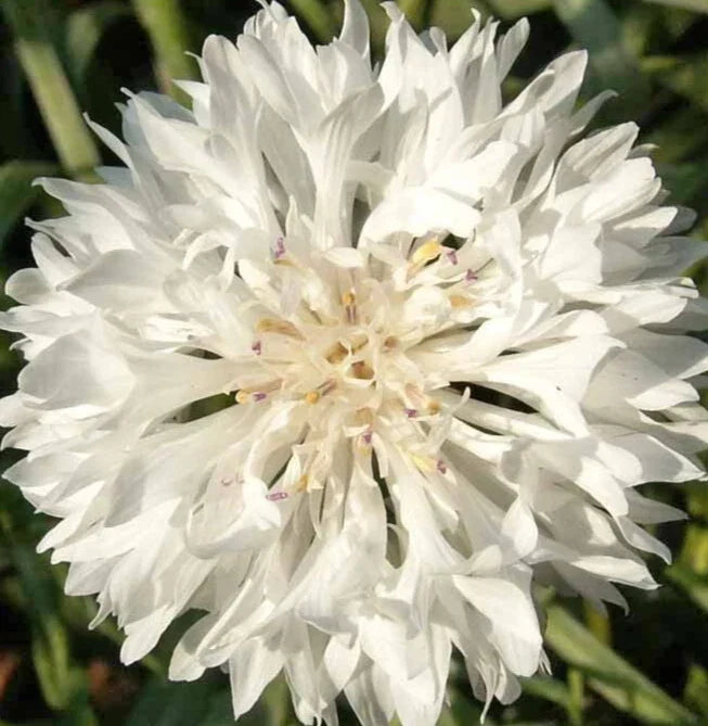 White Bachelor Button Seeds - 400+ Cornflower Seeds - Tall, Upright Annual Flowers - Centaurea Cyanus