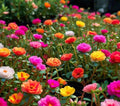 Mixed Moss Rose Seeds, Portulaca Grandiflora, Colorful Ground Cover, Drought-Tolerant, Full Sun, 1000+ Seeds