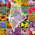 Wildflower Seed Mix Maine State Flower Non-GMO 1000 Seeds Perennials & Annuals for Pollinators