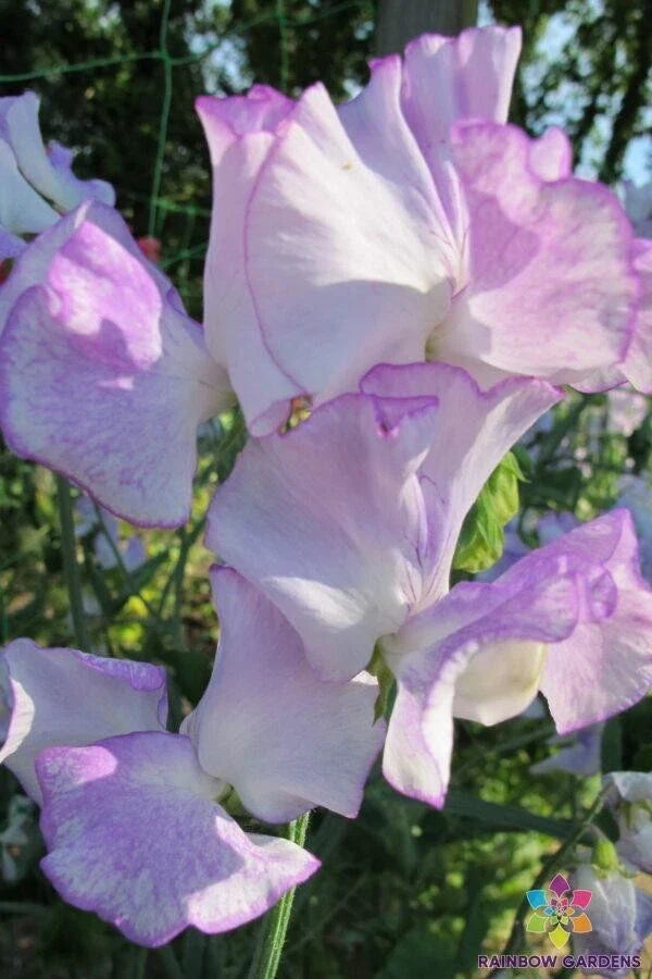 Sweet Pea Seeds - 50+ Pack, Margaret Hastie, Lathyrus odoratus, Fragrant Flowers, Garden Climbing Vine